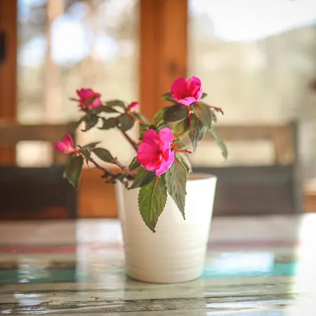 Pogled Wellness I Lejlighed Divčibare