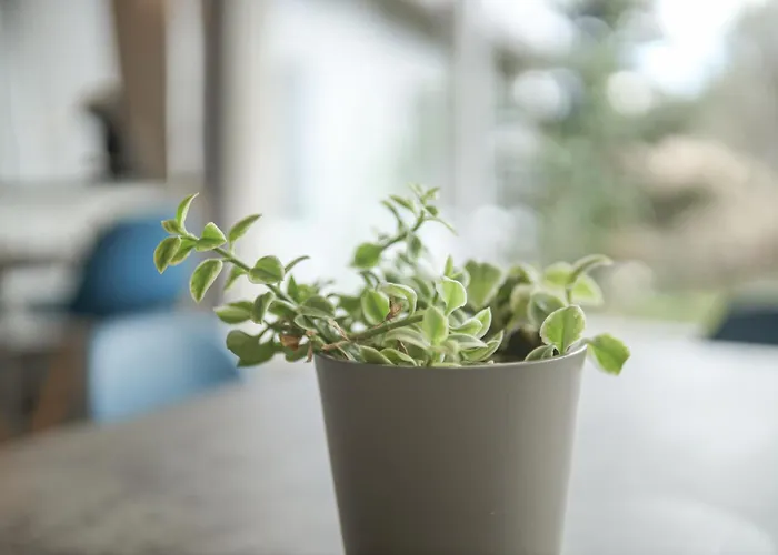 Διαμέρισμα Pogled Wellness I *